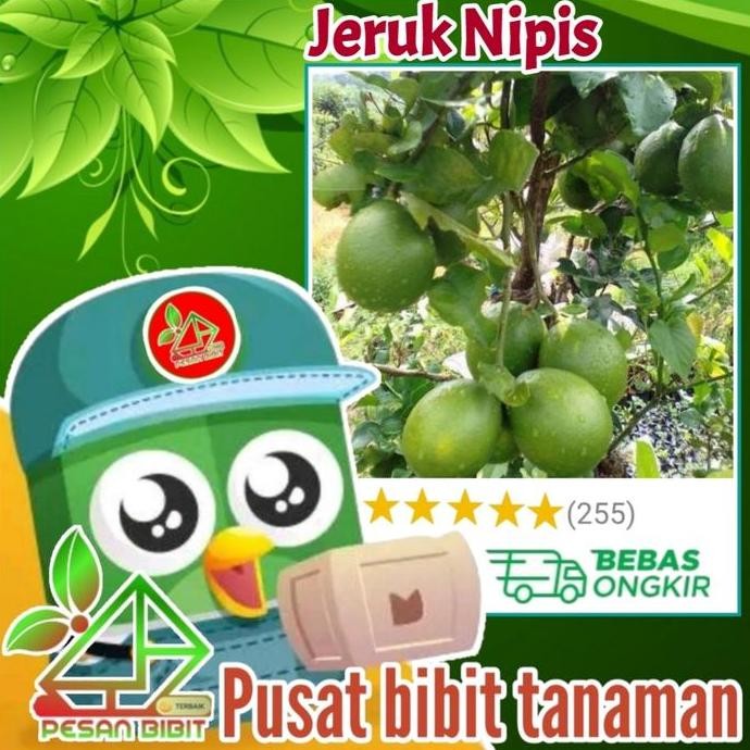 

Terlaris Bibit Tanaman Buah Jeruk Nipis Kondisi Berbuah Bibit Jeruk Murah