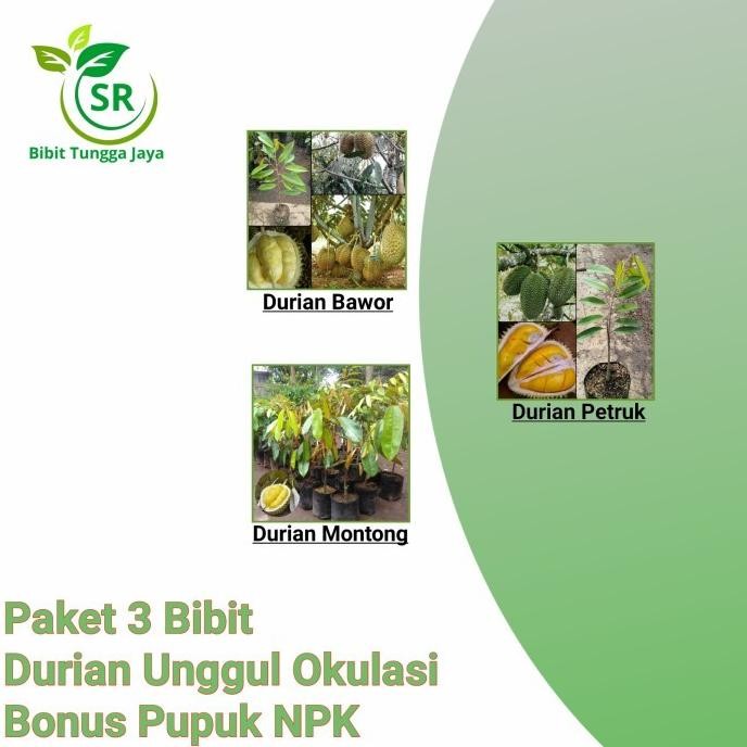 

Terlaris Paket Hemat 3 Bibit Buah Durian Unggul Bor, Montong, Petruk Premium