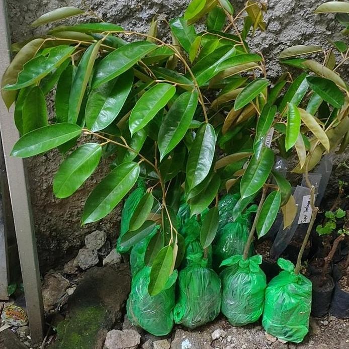 

Terlaris Bibit Durian Super Tembaga Bangka Tinggi 70Cm