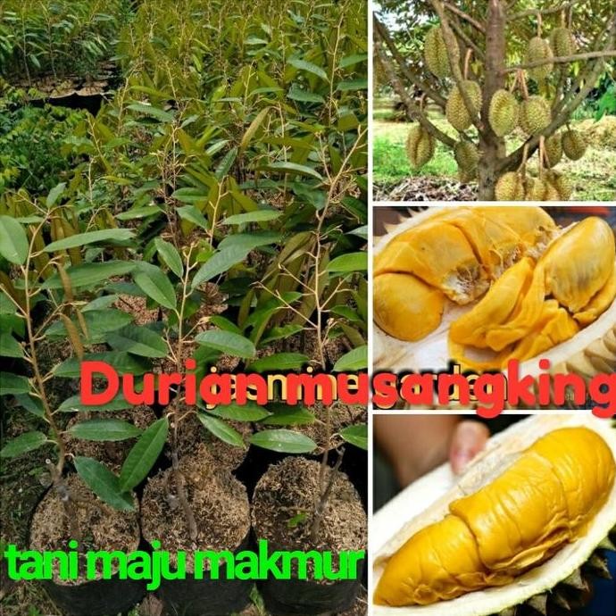 

Terlaris Bibit Tanaman Durian Musangking