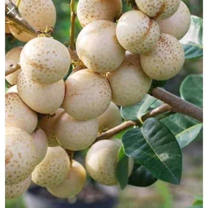 

Terlaris Bibit Kelengkeng Aroma Durian