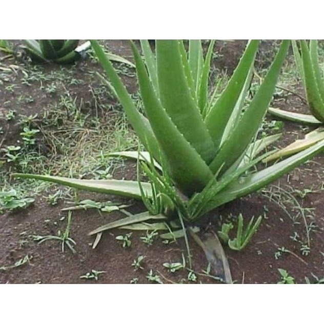 

Terlaris Bibit Tanaman Hias Lidah Buaya Jumbo Aloevera Asli Dan U Popglu 8976By