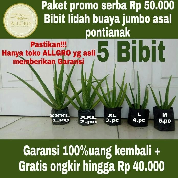 

Terlaris Bibit Lidah Buaya Jumbo Pontianak