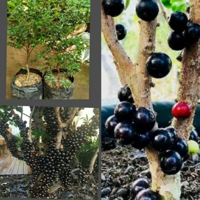 bibit pohon anggur brazil hitam