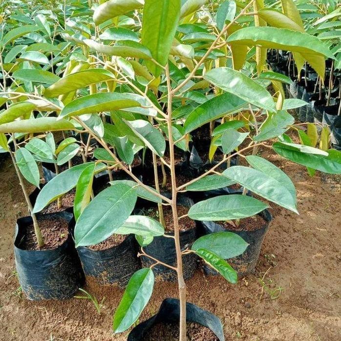 

Terlaris Bibit Durian Tembaga Kaki Tunggal Super /Okulasi 50Cm