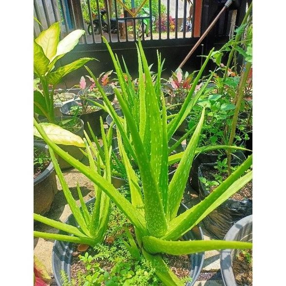 

Terlaris Bibit Lidah Buaya Jumbo (Anakan) Lntznw 5670Fc