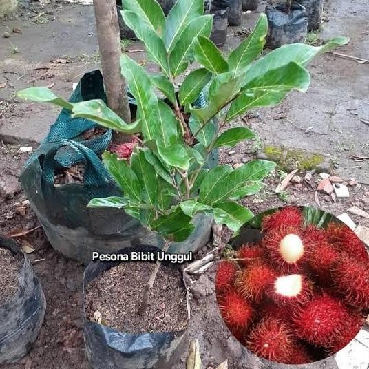 Bibit Rambutan Parakan Okulasi
