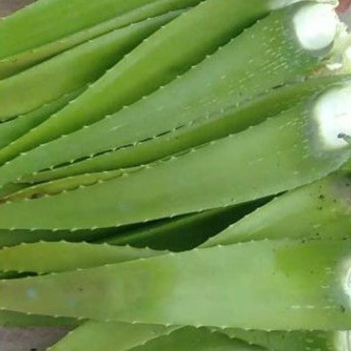 

Terlaris Bibit Tanaman Lidah Buaya Daging Jumbo Rarrpi 5012Ji