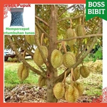 

Terlaris Bibit Durian Musangking Gratis Pupuk Npk 25Gram 1-2 Meter Batang Besar Bisa Berbuah Dalam Pot