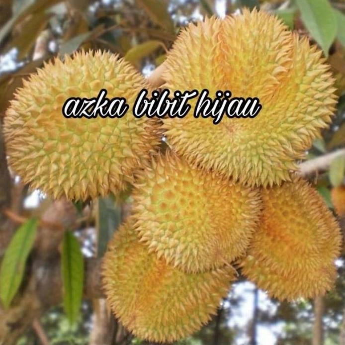

Terlaris Bibit Buah Durian Musangking / Musang King Unggul Oyee