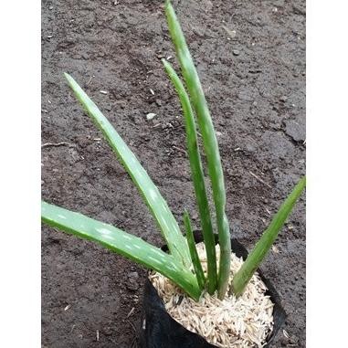 

Terlaris Terlaris Bibit Lidah Buaya/Aloe Vera Cod
