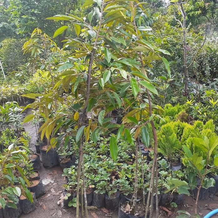 

Terlaris Bibit Durian Kaki 3 180Cm Jenis Musangking/ Montong/ Bawor
