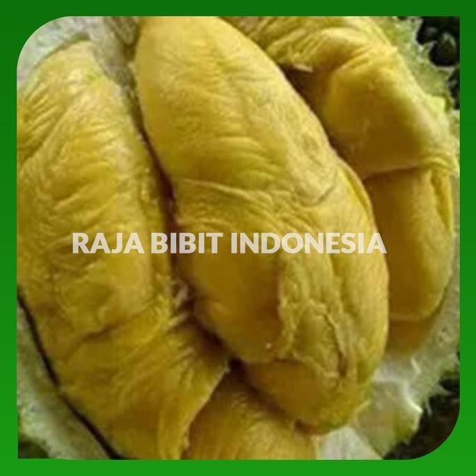 

Terlaris Bibit Durian Bawor Jumbo