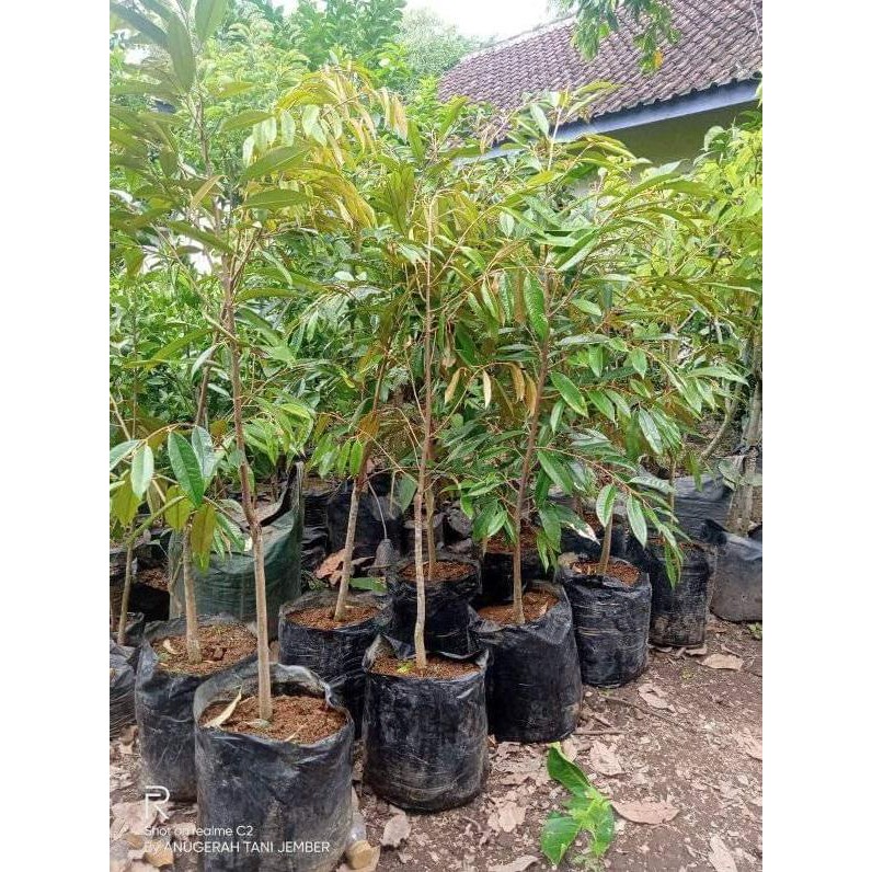 

Terlaris Bibit Durian Oche Duri Hitam Ukuran 1Meter Hasil Okulasi