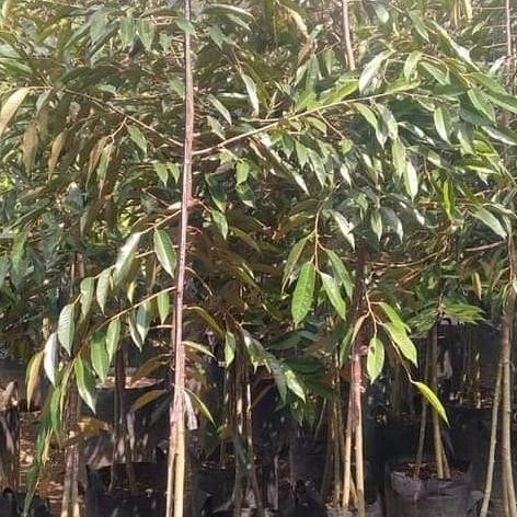 

Terlaris Terlaris Bibit Tanaman Buah Durian Musang King, Kaki 3 Tinggi 2M Up Premium