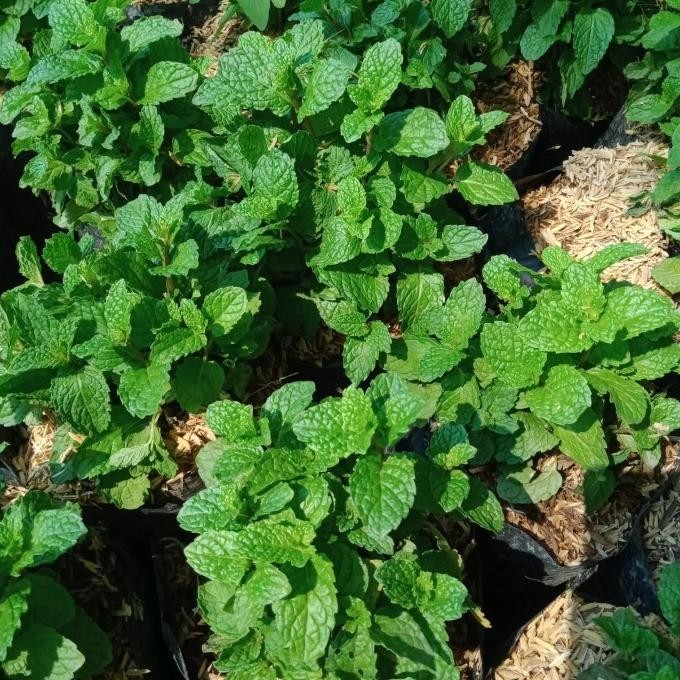 

Terlaris Bibit Daun Mint Super Berkuwalitas Dan Daun Sdh Rimbun.