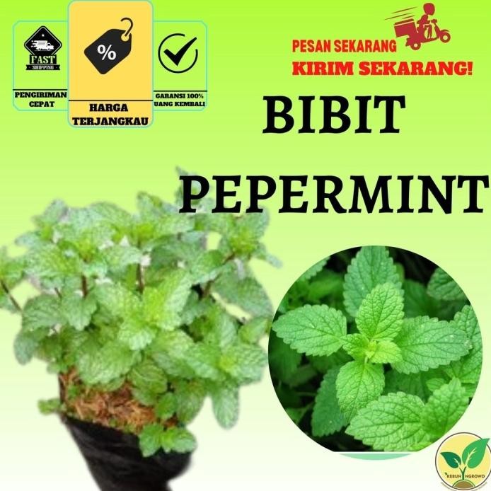 

Terlaris Best Seller Tanaman Obat Daun Mint - Papermint Bibit Tanaman Herbal Pepermint Pohon Hidup