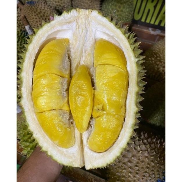 

Terlaris Bibit Tanaman Buah Durian Musangking Super Genjah Bisa D Geklru 1174Vb