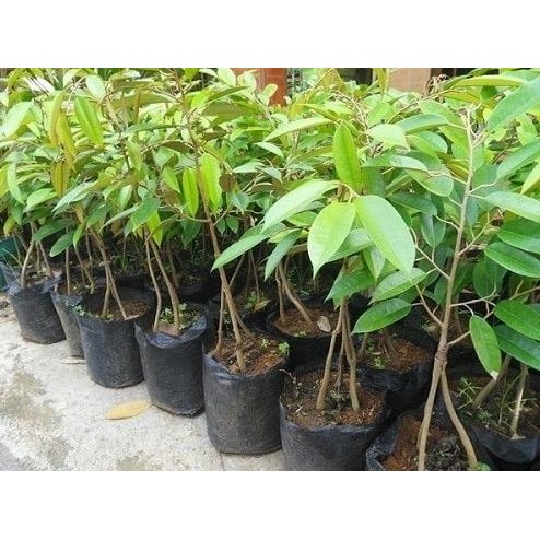 

Terlaris Bibit Durian Montong Kaki 3 Hasil Okulasi
