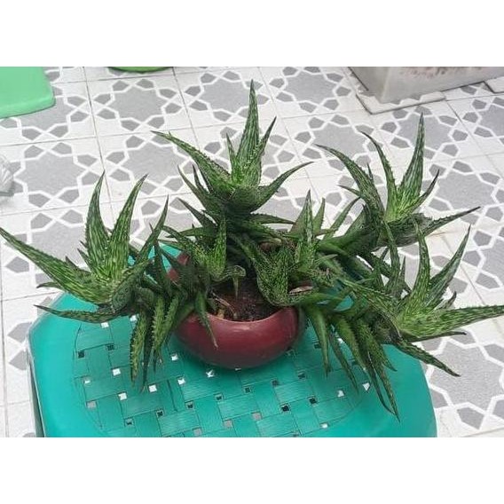 

Terlaris Bibit Lidah Buaya Aloe Jucunda Bukan Aloe Vera