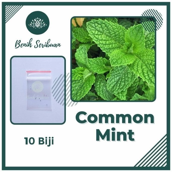 

Terlaris 10 Bibit Daun Common Mint Tanaman Herb Unggul