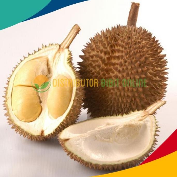 

Terlaris Bibit Tanaman Durian D24