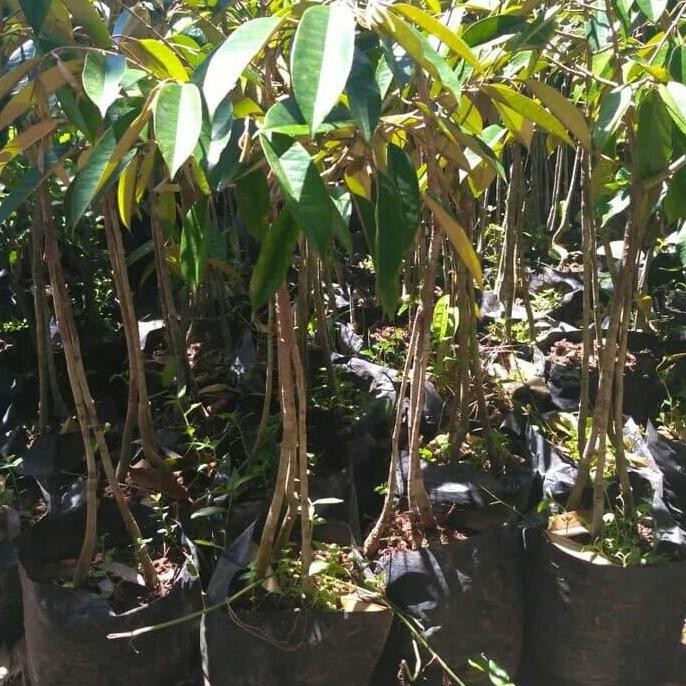 

Terlaris Paket 10 Bibit Tanaman Hidup Buah Durian Musangking Kaki 3