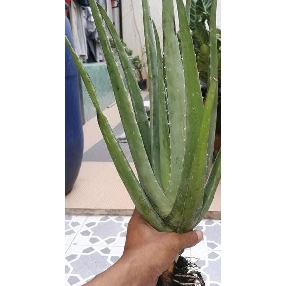

Terlaris Bibit Lidah Buaya - Lidah Buaya Jumbo - Lidah Buaya Kalimantan - Aloe