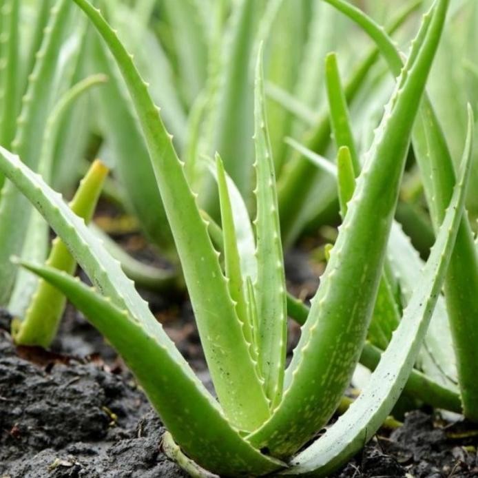 

Terlaris Bibit Tanaman Lidah Buaya | Aloe Vera | Tanaman Lidah Bu Eoudsr 2947De