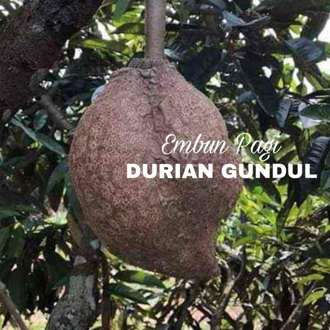 Bibit Durian Gundul langka jaminan keaslian jenis