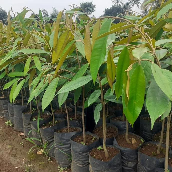 

Terlaris Bibit Durian Musangking Tinggi 40-50 Cm