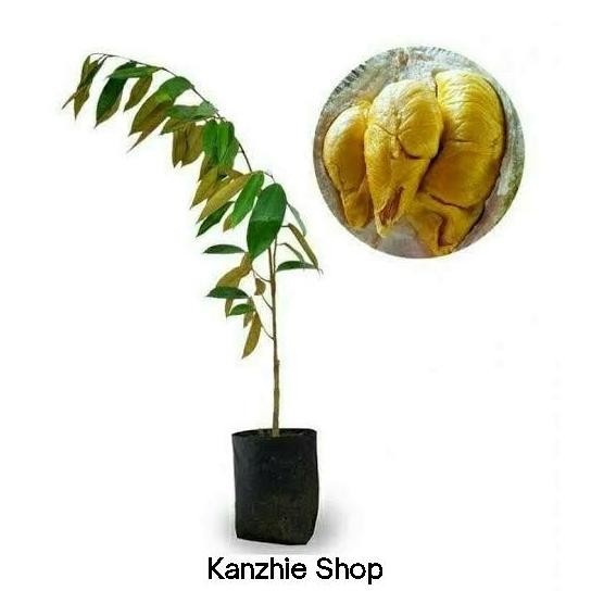 

Terlaris Bibit Pohon Buah Durian Musangking 50 - 60 Cm