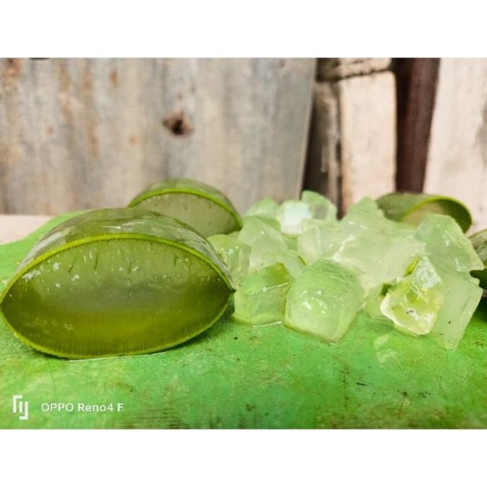 

Terlaris Bibit Lidah Buaya Jumbo Barbadensis Rakggo 9384Cg