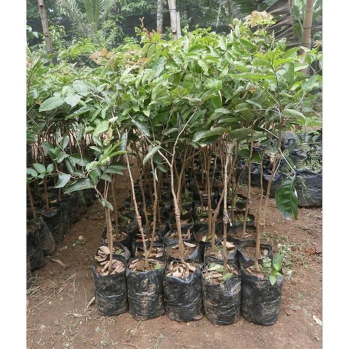 

Terlaris Bibit Kelengkeng Aroma Durian