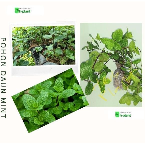 

Terlaris Bibit Tanaman Daun Mint (Mentha)/Daun Spearmint