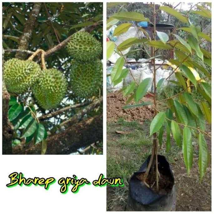 

Terlaris Bibit Durian D24 Kaki Tiga