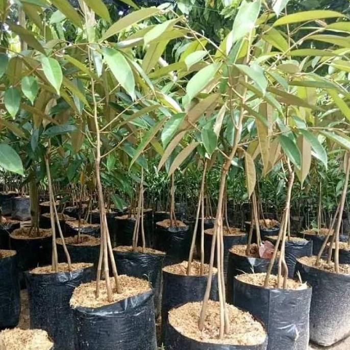 

Terlaris Bibit Durian Super Tembaga Bangka Kaki 3 Hasil Okulasi