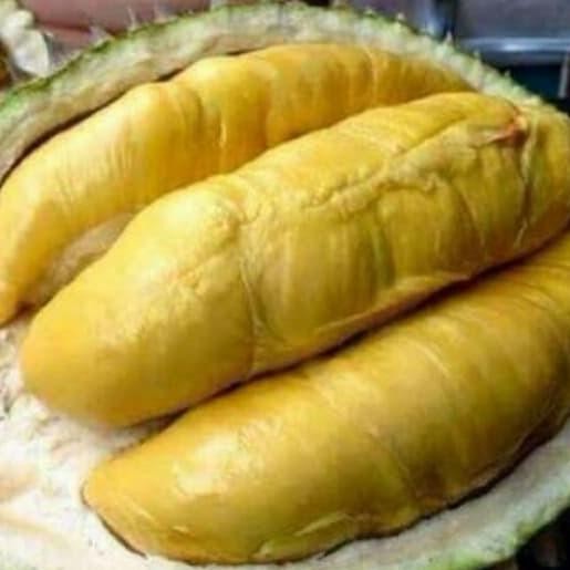 

Terlaris Bibit Durian Montong