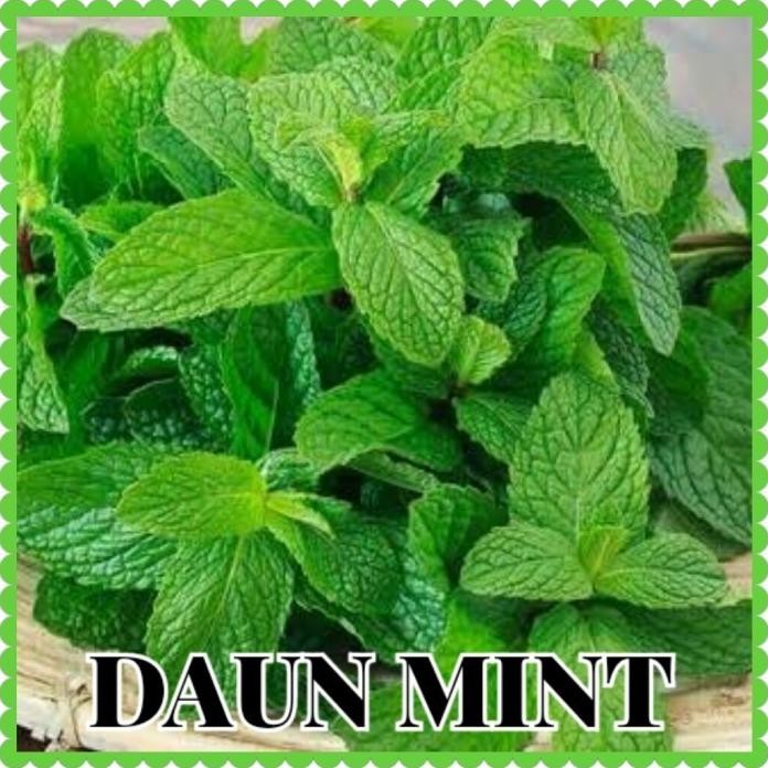

Terlaris Benih Daun Mint/Bibit Daun Mint