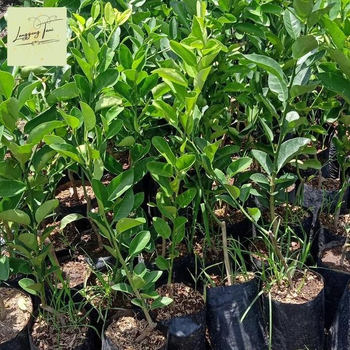 

Terlaris Bibit Tanaman Buah Jeruk Pecel - Jeruk Nipis Isi 2 Pcs