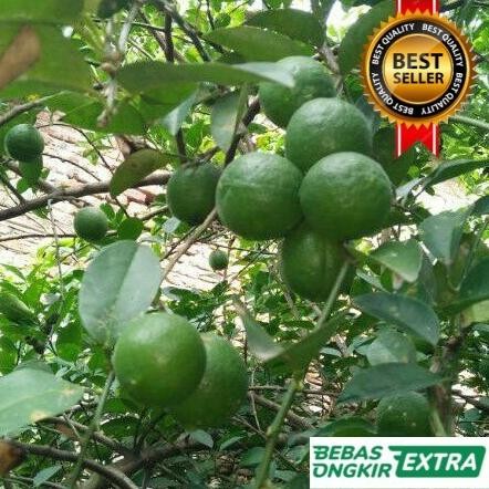 

Terlaris Paket 5 Bibit Jeruk Pecel Limau Nipis Purut Lemon Hasil Okulasi