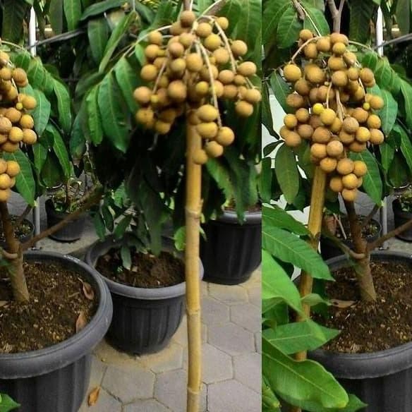 

Terlaris Bibit Tanaman Buah - Kelengkeng Aroma Durian