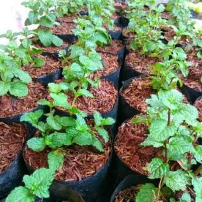 

Terlaris Bibit Tanaman Daun Mint Herbal