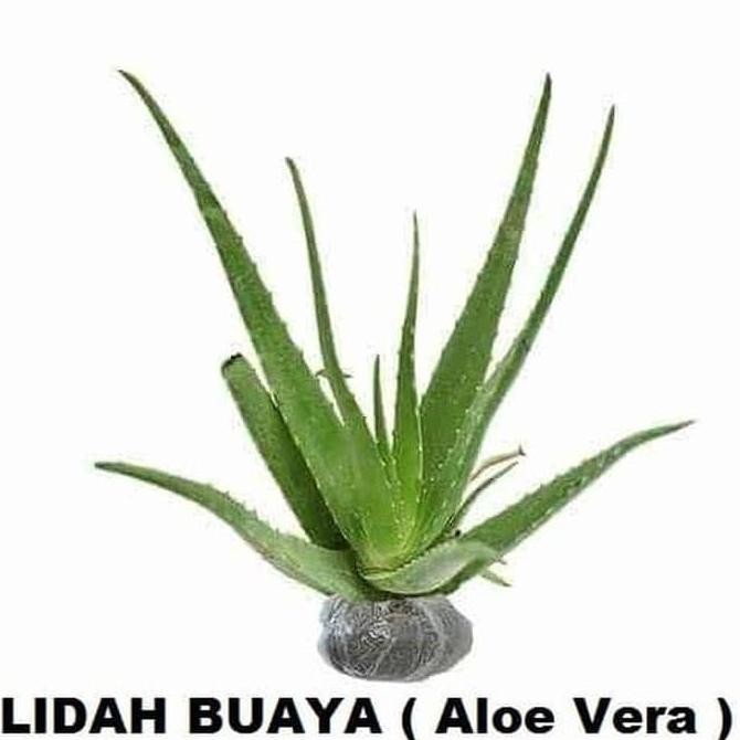 

Terlaris Terlaris Bibit Tanaman Lidah Buaya Pohon Hias Bibit Lidah Buaya Aloe