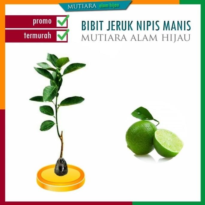 

Terlaris Bibit Tanaman Buah Jeruk Nipis Manis Nimas Bibit Unggul