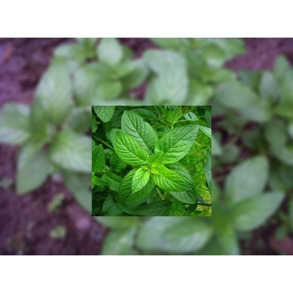 

Terlaris Jual Bibit Daun Mint/Papparrmint