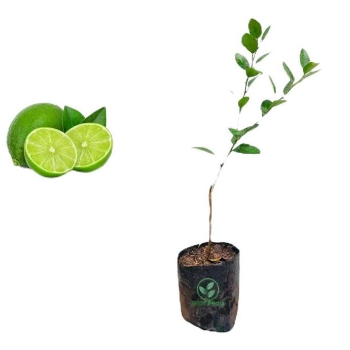 

Terlaris Bibit Jeruk Nipis Okulasi Artificial - Siap Kirim