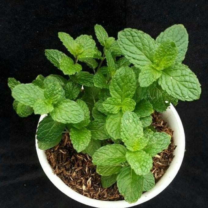 

Terlaris Tanaman Daun Mint Bibit Spearmint Mint Subur