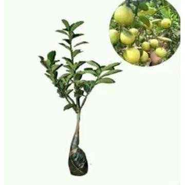 

Terlaris Bibit Jeruk Nipis Manis