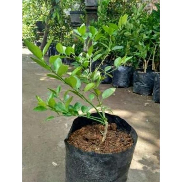 

Terlaris Tm" Bibit Pohon Buah Jeruk Nipis-Tanaman Buah Jeruk Nipis